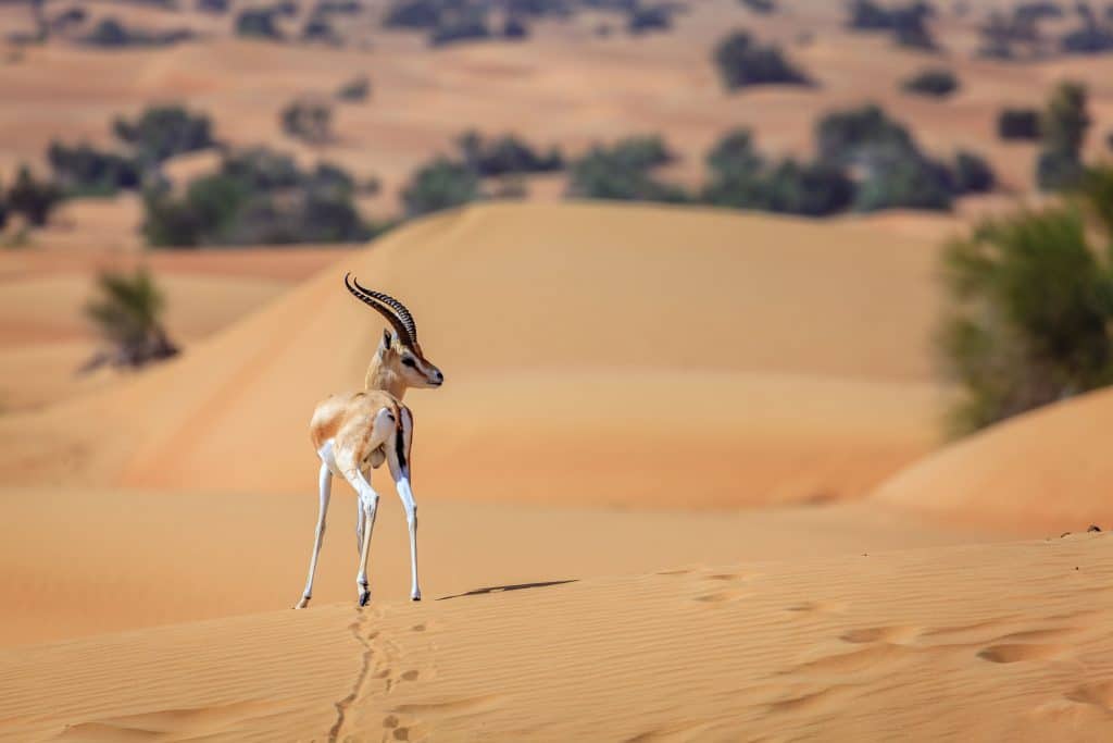 Natureza dos Emirados Árabes Unidos