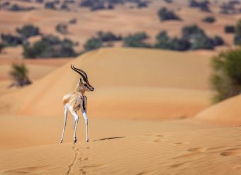 Natureza dos Emirados Árabes Unidos